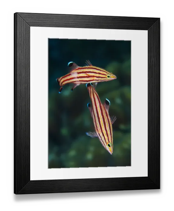 Framed Print : Pair of Peppermint basslets (Liopropoma rubre) spawning at sunset, with eggs floating alongside the female, Grand Cayman, Cayman Islands, Caribbean Sea Framed Print : Pair of Peppermint basslets (Liopropoma rubre) spawning at sunset, with eggs floating alongside the female, Grand Cayman, Cayman Islands, Caribbean Sea