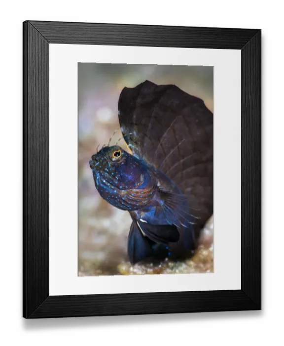 Framed Print : Male Sailfin blenny (Emblemaria pandionis) displaying large dorsal fin, portrait, Grand Cayman, Cayman Islands, Caribbean Sea Framed Print : Male Sailfin blenny (Emblemaria pandionis) displaying large dorsal fin, portrait, Grand Cayman, Cayman Islands, Caribbean Sea