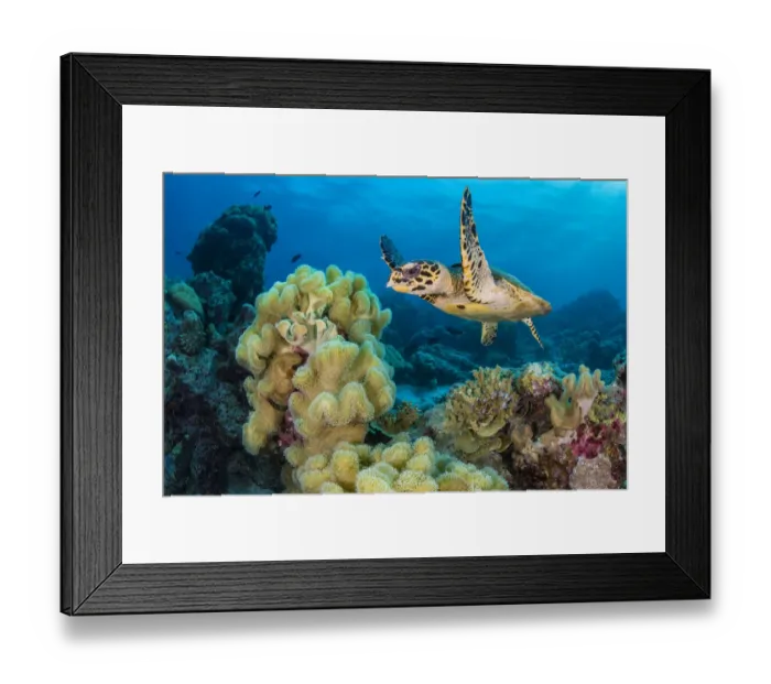 Framed Print : RF - Hawksbill turtle (Eretmochelys imbricata) swimming over Leather corals (Sarcophyton sp. ) on a coral reef, Laamu Atoll, Maldives, Indian Ocean. (This image may be licensed either as rights managed or royalty free. ) Framed Print : RF - Hawksbill turtle (Eretmochelys imbricata) swimming over Leather corals (Sarcophyton sp. ) on a coral reef, Laamu Atoll, Maldives, Indian Ocean. (This image may be licensed either as rights managed or royalty free. )