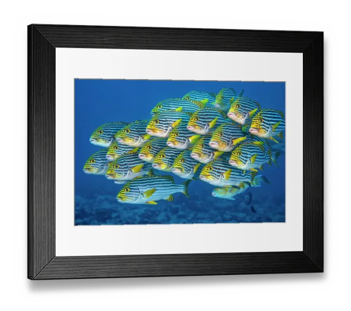 Framed Print : RF - Oriental sweetlips fish (Plectorhinchus vittatus) school swimming above a coral reef, Laamu Atoll, Maldives, Indian Ocean. (This image may be licensed either as rights managed or royalty free.) Framed Print : RF - Oriental sweetlips fish (Plectorhinchus vittatus) school swimming above a coral reef, Laamu Atoll, Maldives, Indian Ocean. (This image may be licensed either as rights managed or royalty free.)