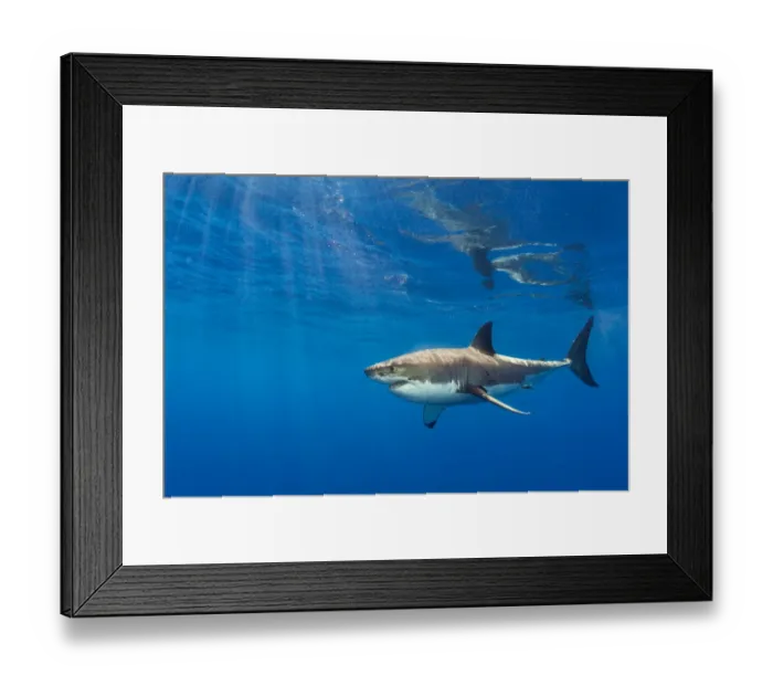 Framed Print : RF - Male Great white shark (Carcharodon carcharias) swimming beneath the surface, Guadalupe Island, Baja California, Mexico, Pacific Ocean. (This image may be licensed either as rights managed or royalty free. ) Framed Print : RF - Male Great white shark (Carcharodon carcharias) swimming beneath the surface, Guadalupe Island, Baja California, Mexico, Pacific Ocean. (This image may be licensed either as rights managed or royalty free. )
