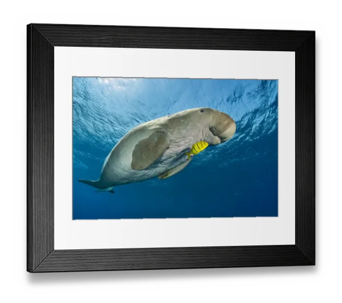 Framed Print : RF - Male Dugong (Dugong dugon) swimming beneath the surface with a young Golden trevally (Gnathanodon speciosus) alongside, Marsa Alam, Egypt, Red Sea. (This image may be licensed either as rights managed or royalty free. ) Framed Print : RF - Male Dugong (Dugong dugon) swimming beneath the surface with a young Golden trevally (Gnathanodon speciosus) alongside, Marsa Alam, Egypt, Red Sea. (This image may be licensed either as rights managed or royalty free. )