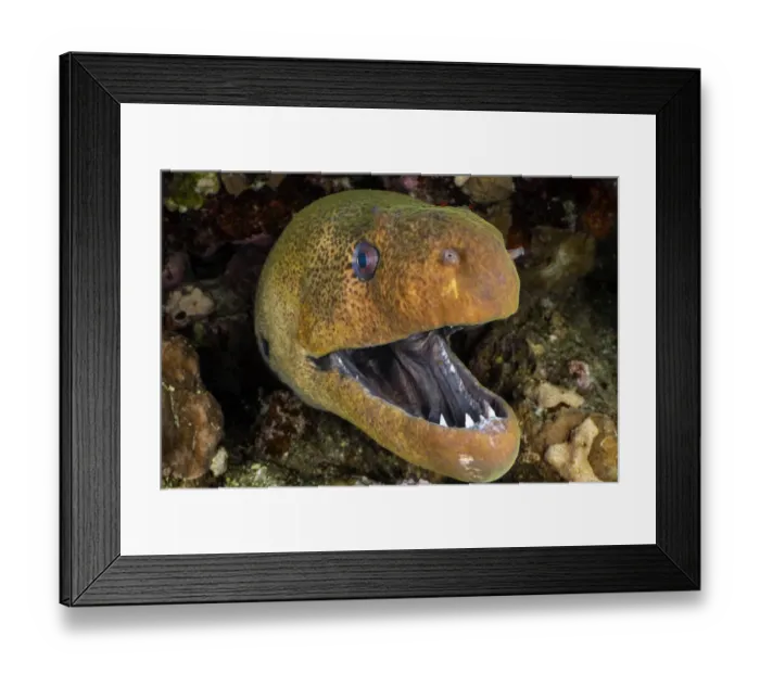 Framed Print : RF - Giant moray (Gymnothorax javanicus) with mouth open, looming out of a crevice in coral reef at night, Sharm El Sheikh, Egypt, Red Sea. (This image may be licensed either as rights managed or royalty free. ) Framed Print : RF - Giant moray (Gymnothorax javanicus) with mouth open, looming out of a crevice in coral reef at night, Sharm El Sheikh, Egypt, Red Sea. (This image may be licensed either as rights managed or royalty free. )