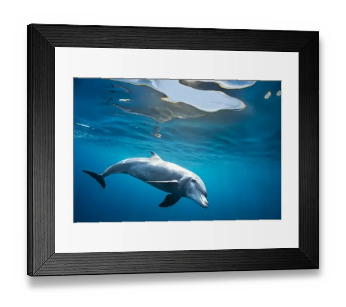 Framed Print : RF - Indian Ocean bottlenose dolphin (Tursiops aduncus) swimming just below the surface in sunlight, Gubal Island, Egypt, Red Sea. (This image may be licensed either as rights managed or royalty free. ) Framed Print : RF - Indian Ocean bottlenose dolphin (Tursiops aduncus) swimming just below the surface in sunlight, Gubal Island, Egypt, Red Sea. (This image may be licensed either as rights managed or royalty free. )