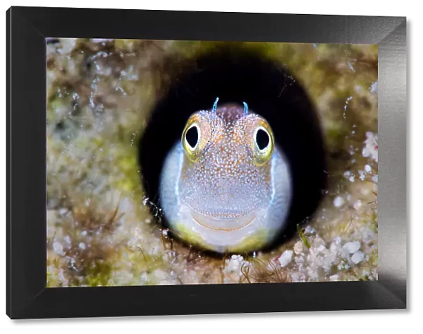 RF - Bluebelly blenny (Alloblennius pictus) looking out from hole in the reef, Gubal Island, Egypt, Red Sea. (This image may be licensed either as rights managed or royalty free. )