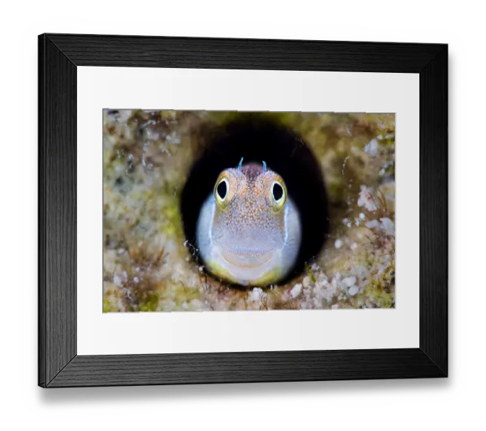 Framed Print : RF - Bluebelly blenny (Alloblennius pictus) looking out from hole in the reef, Gubal Island, Egypt, Red Sea. (This image may be licensed either as rights managed or royalty free. ) Framed Print : RF - Bluebelly blenny (Alloblennius pictus) looking out from hole in the reef, Gubal Island, Egypt, Red Sea. (This image may be licensed either as rights managed or royalty free. )