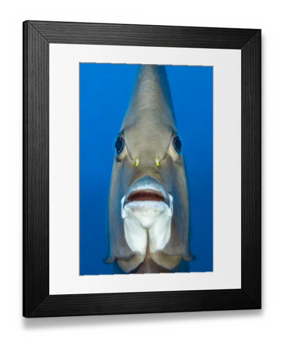 Framed Print : RF - Grey angelfish (Pomacanthus arcuatus) portrait, Grand Cayman, Cayman Islands, Caribbean Sea. (This image may be licensed either as rights managed or royalty free. ) Framed Print : RF - Grey angelfish (Pomacanthus arcuatus) portrait, Grand Cayman, Cayman Islands, Caribbean Sea. (This image may be licensed either as rights managed or royalty free. )