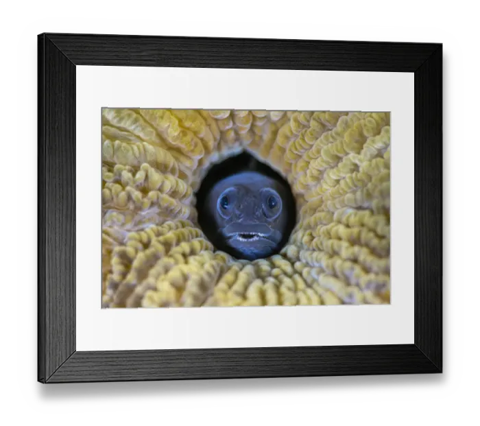 Framed Print : RF - Male Blackhead blenny (Emblemariopsis bahamensis) peering out from a hole in a Brain coral (Scleractinia), Grand Cayman, Cayman Islands, Caribbean Sea. (This image may be licensed either as rights managed or royalty free. ) Framed Print : RF - Male Blackhead blenny (Emblemariopsis bahamensis) peering out from a hole in a Brain coral (Scleractinia), Grand Cayman, Cayman Islands, Caribbean Sea. (This image may be licensed either as rights managed or royalty free. )