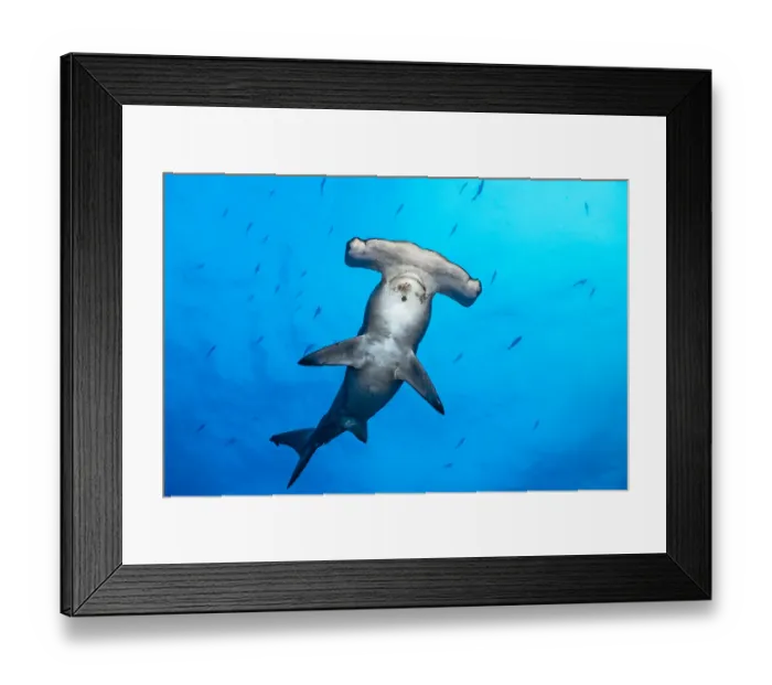 Framed Print : RF - Female Scalloped hammerhead shark (Sphyrna lewini) surrounded by Pacific creolefish (Paranthias colonus), Wolf Island, Galapagos National Park, Galapagos Islands, Pacific Ocean. Critically endangered Framed Print : RF - Female Scalloped hammerhead shark (Sphyrna lewini) surrounded by Pacific creolefish (Paranthias colonus), Wolf Island, Galapagos National Park, Galapagos Islands, Pacific Ocean. Critically endangered