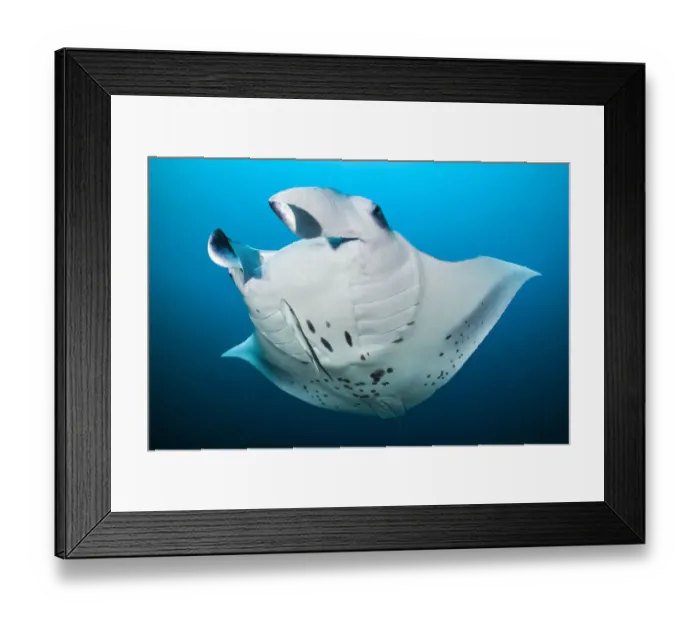 Framed Print : RF - Reef manta (Mobula alfredi) swimming in open water with a Remora (Remora remora) swimming below, North Ari Atoll, Maldives, Indian Ocean. (This image may be licensed either as rights managed or royalty free. ) Framed Print : RF - Reef manta (Mobula alfredi) swimming in open water with a Remora (Remora remora) swimming below, North Ari Atoll, Maldives, Indian Ocean. (This image may be licensed either as rights managed or royalty free. )