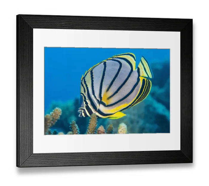 Framed Print : RF - Meyers butterflyfish (Chaetodon meyeri) feeding on hard coral (Acropora sp. ) on a reef. Laamu Atoll, Maldives, Indian Ocean. (This image may be licensed either as rights managed or royalty free. ) Framed Print : RF - Meyers butterflyfish (Chaetodon meyeri) feeding on hard coral (Acropora sp. ) on a reef. Laamu Atoll, Maldives, Indian Ocean. (This image may be licensed either as rights managed or royalty free. )