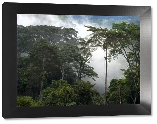 Mist through the trees in the mostly impenetrable equatorial rainforest, Gabon