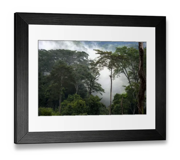 Framed Print : Mist through the trees in the mostly impenetrable equatorial rainforest, Gabon Framed Print : Mist through the trees in the mostly impenetrable equatorial rainforest, Gabon