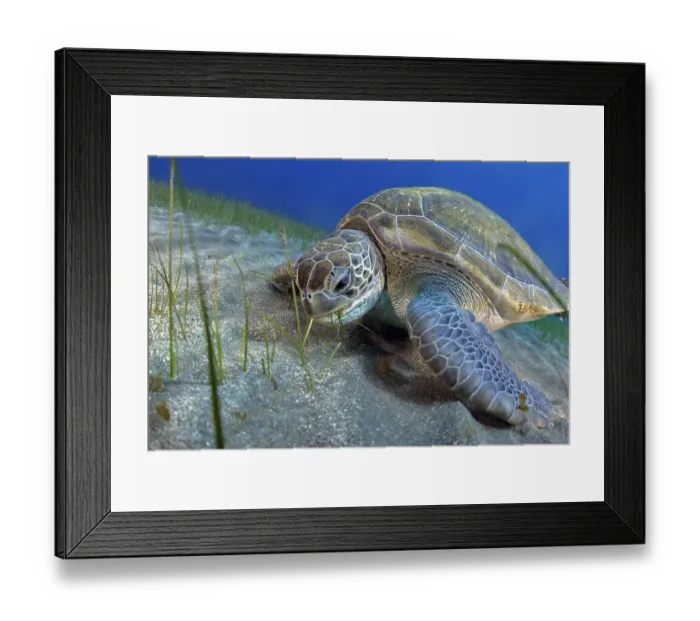 Framed Print : Green sea turtle (Chelonia mydas) feeding on Seagrass (Cymodocea nodosa) on the seabed, Tenerife, Canary Islands, Atlantic Ocean