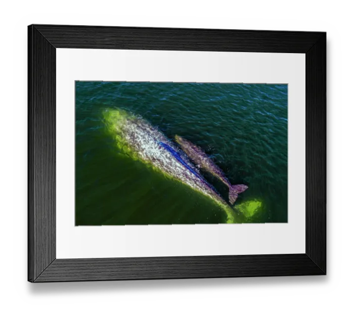 Framed Print : Gray whale (Eschrichtius robustus), mother and calf, swimming at surface, Magdalena Bay, Baja California, Mexico, Pacific Ocean Framed Print : Gray whale (Eschrichtius robustus), mother and calf, swimming at surface, Magdalena Bay, Baja California, Mexico, Pacific Ocean