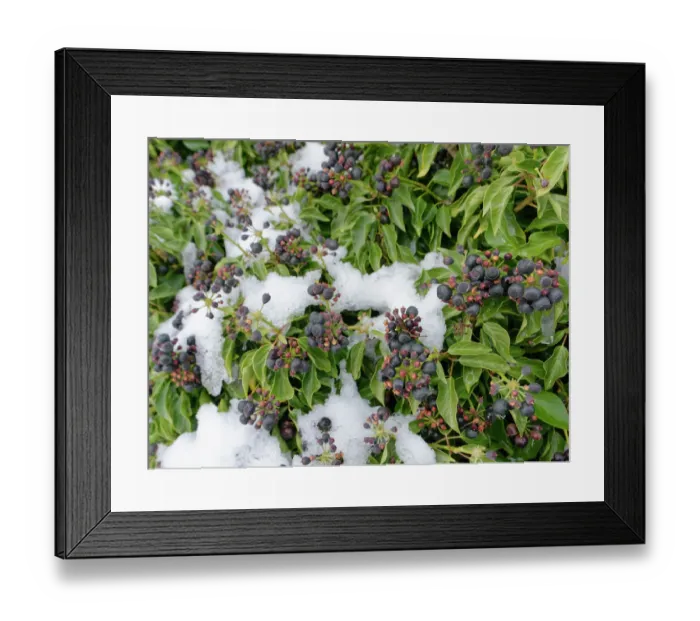 Framed Print : Ivy (Hedera helix) berry clusters ripening in winter after recent snow, Wiltshire hedgerow, UK. January Framed Print : Ivy (Hedera helix) berry clusters ripening in winter after recent snow, Wiltshire hedgerow, UK. January