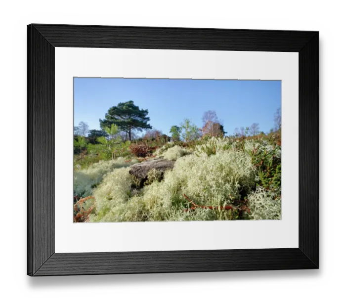 Framed Print : Reindeer moss (Cladonia portentosa) lichen growing on heathland around a coniferous tree stump, RSPB Arne Nature Reserve, Dorset, UK. January Framed Print : Reindeer moss (Cladonia portentosa) lichen growing on heathland around a coniferous tree stump, RSPB Arne Nature Reserve, Dorset, UK. January