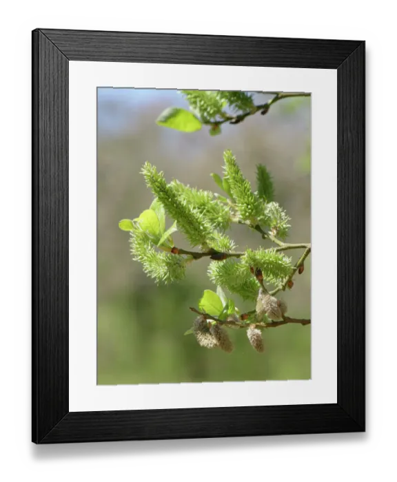 Framed Print : Pussy willow  /  Goat willow  /  Great sallow (Salix caprea) female catkins, Lower Woods, Gloucestershire, UK. April