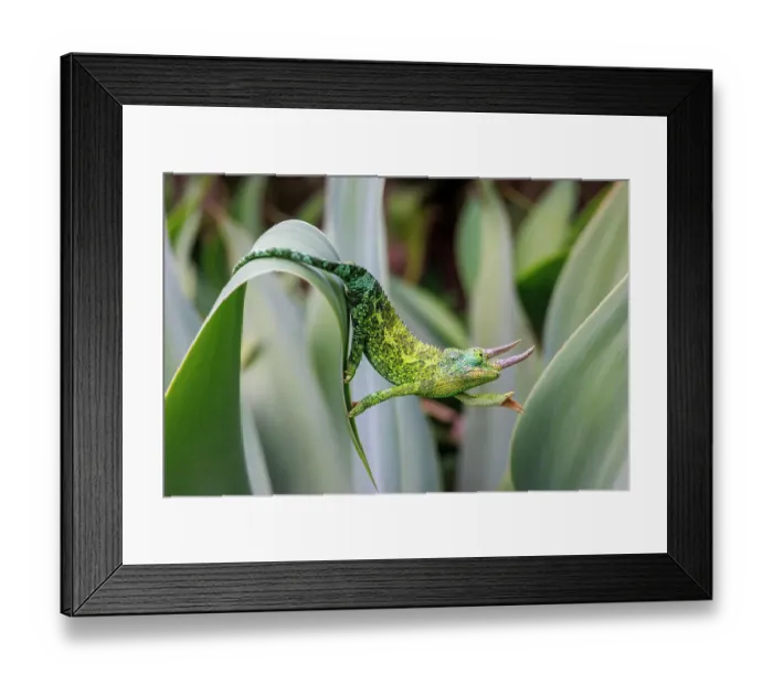 Framed Print : Male Jackson's chameleon (Chamaeleo jacksoni) reaching out as it moves between leaves, Maui, Hawaii Framed Print : Male Jackson's chameleon (Chamaeleo jacksoni) reaching out as it moves between leaves, Maui, Hawaii