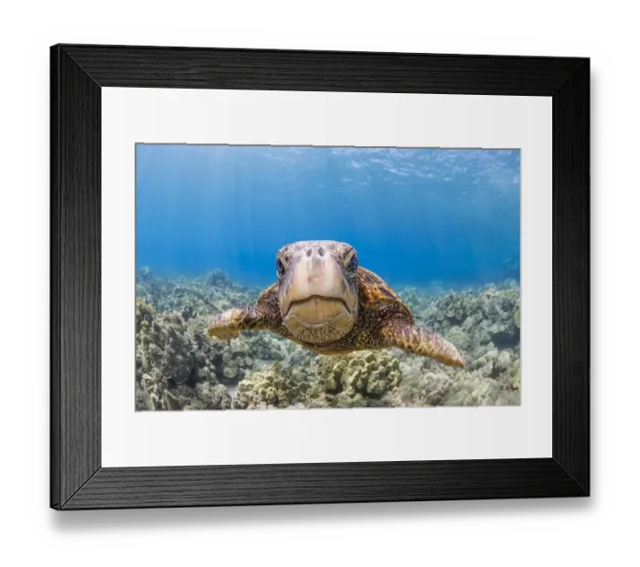 Framed Print : Green sea turtle (Chelonia mydas) swimming over a reef, portrait, Hawaii, Pacific Ocean. Endangered Framed Print : Green sea turtle (Chelonia mydas) swimming over a reef, portrait, Hawaii, Pacific Ocean. Endangered