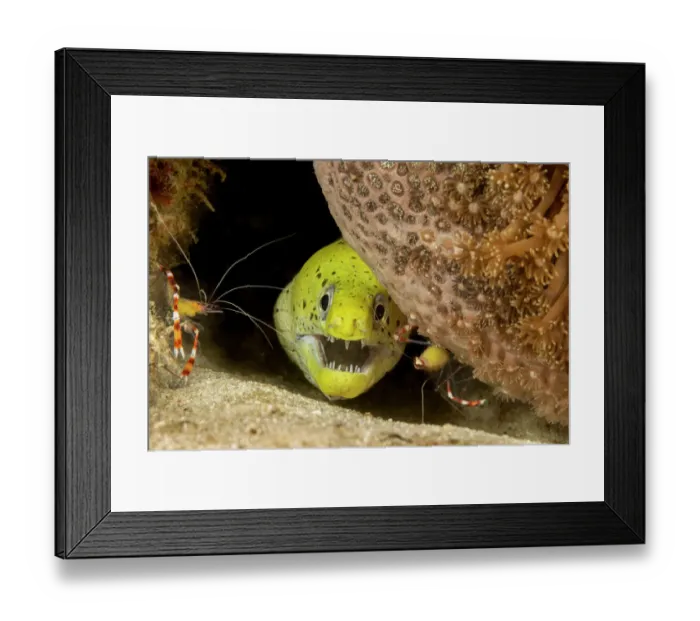 Framed Print : Fimbriated moray  /  Darkspotted moray (Gymnothorax fimbriatus) peering out from crevice with two Banded coral shrimp (Stenopus hispidus) close by, Philippines, Pacific Ocean