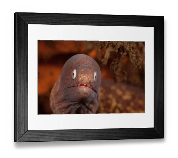 Framed Print : White-eyed moray (Muraena thyrsoides) close up head portrait, Bali, Indonesia, Indo-Pacific Framed Print : White-eyed moray (Muraena thyrsoides) close up head portrait, Bali, Indonesia, Indo-Pacific