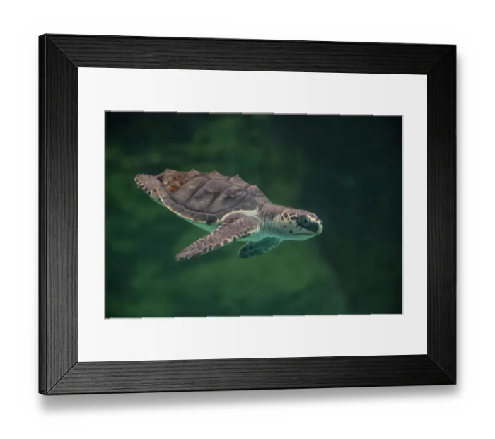 Framed Print : Olive ridley turtle (Lepidochelys olivacea) juvenile in captive rearing facility, Centro Mexicano de la Turtuga, Oaxaca, Mexico. Captive Framed Print : Olive ridley turtle (Lepidochelys olivacea) juvenile in captive rearing facility, Centro Mexicano de la Turtuga, Oaxaca, Mexico. Captive