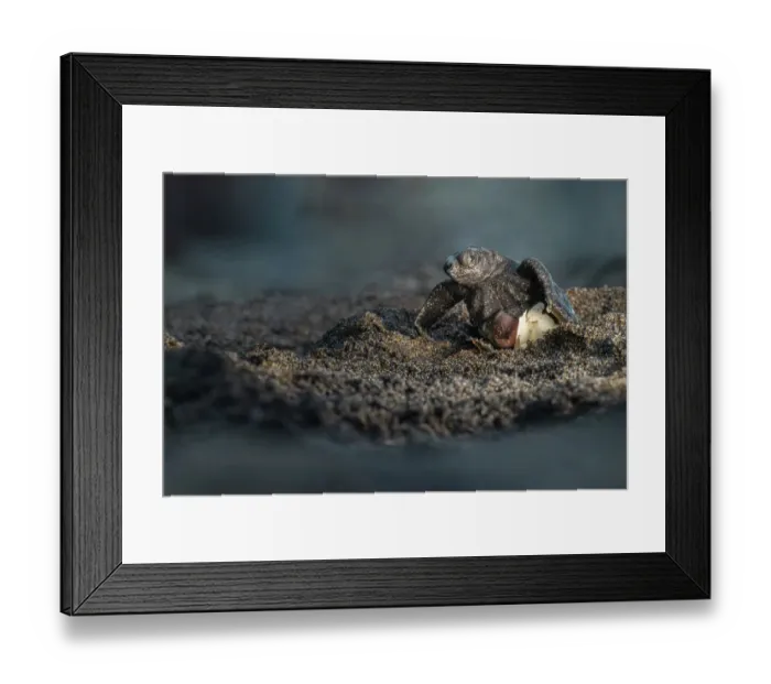 Framed Print : Olive ridley turtle (Lepidochelys olivacea) hatchling emerging from soft-shelled egg on beach, Oaxaca, Mexico