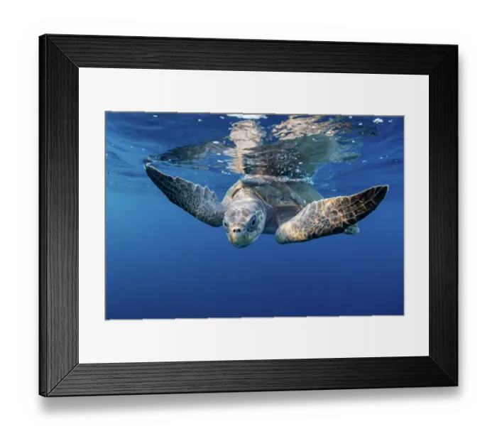 Framed Print : Olive ridley turtle (Lepidochelys olivacea) swimming close to the surface, Oaxaca, Mexico, Pacific Ocean Framed Print : Olive ridley turtle (Lepidochelys olivacea) swimming close to the surface, Oaxaca, Mexico, Pacific Ocean
