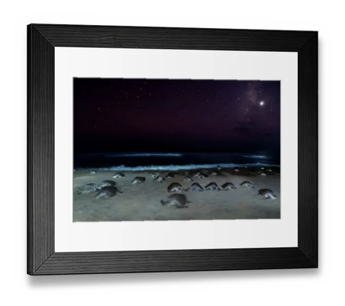 Framed Print : Female Olive ridley turtles (Lepidochelys olivacea) coming ashore at night in large numbers to lay eggs during arribada mass nesting, Oaxaca, Mexico Framed Print : Female Olive ridley turtles (Lepidochelys olivacea) coming ashore at night in large numbers to lay eggs during arribada mass nesting, Oaxaca, Mexico