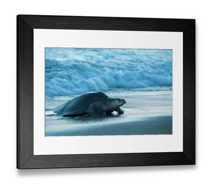 Framed Print : Female Olive ridley turtle (Lepidochelys olivacea) coming ashore at dusk to lay eggs, Oaxaca, Mexico, Pacific Ocean Framed Print : Female Olive ridley turtle (Lepidochelys olivacea) coming ashore at dusk to lay eggs, Oaxaca, Mexico, Pacific Ocean