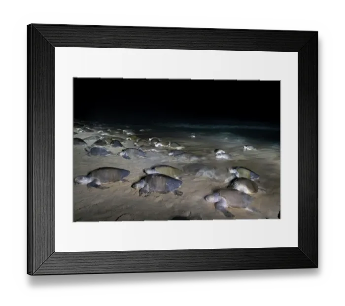Framed Print : Female Olive ridley turtles (Lepidochelys olivacea) coming ashore at night in large numbers to lay eggs during arribada mass nesting, Oaxaca, Mexico Framed Print : Female Olive ridley turtles (Lepidochelys olivacea) coming ashore at night in large numbers to lay eggs during arribada mass nesting, Oaxaca, Mexico