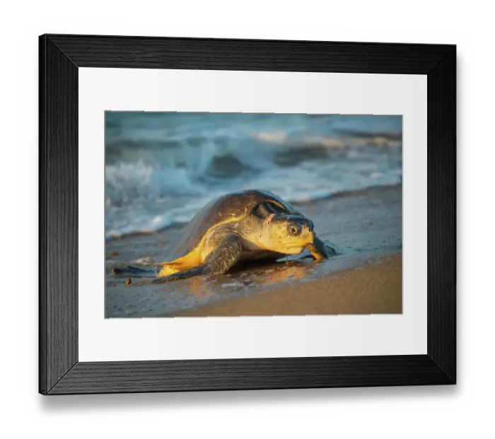 Framed Print : Female Olive ridley turtle (Lepidochelys olivacea) coming ashore at dawn to lay eggs, Oaxaca, Mexico, Pacific Ocean Framed Print : Female Olive ridley turtle (Lepidochelys olivacea) coming ashore at dawn to lay eggs, Oaxaca, Mexico, Pacific Ocean