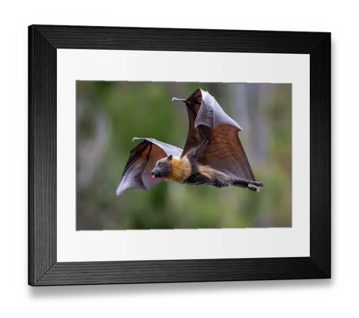 Framed Print : Grey-headed flying-fox (Pteropus poliocephalus) in flight, with tongue out after licking water from its body. Having just completed a high-speed belly dip into a river on a hot day to wet its belly Framed Print : Grey-headed flying-fox (Pteropus poliocephalus) in flight, with tongue out after licking water from its body. Having just completed a high-speed belly dip into a river on a hot day to wet its belly