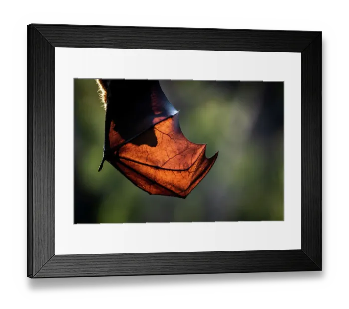 Framed Print : Grey-headed flying-fox (Pteropus poliocephalus) hanging upside down resting in tree, silhouette of head through its wings. It is spreading its wings to allow more air to flow over it helping to cool down, Yarra Bend Park, Kew, Victoria, Australia Framed Print : Grey-headed flying-fox (Pteropus poliocephalus) hanging upside down resting in tree, silhouette of head through its wings. It is spreading its wings to allow more air to flow over it helping to cool down, Yarra Bend Park, Kew, Victoria, Australia