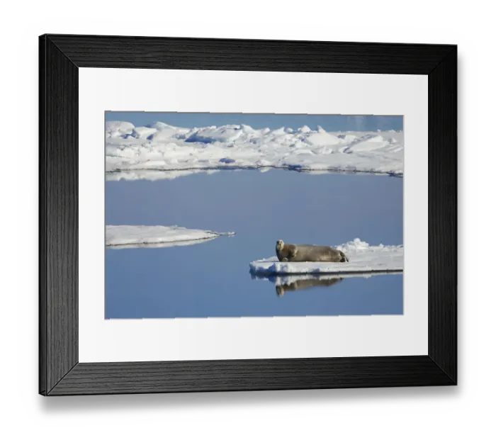 Framed Print : Bearded seal (Erignathus barbatus) resting on section of remaining ice as surrounding sea ice melts in high temperatures, Arctic Sea, Svalbard Islands, Norway. 7th July, 2022 Framed Print : Bearded seal (Erignathus barbatus) resting on section of remaining ice as surrounding sea ice melts in high temperatures, Arctic Sea, Svalbard Islands, Norway. 7th July, 2022