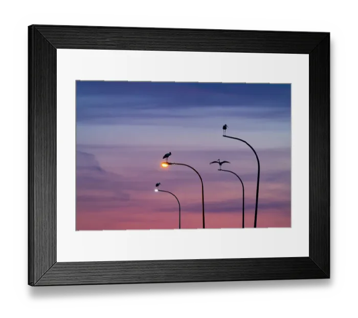 Framed Print : Four White storks (Ciconia ciconia) perched on street lights, silhouetted at dusk, Madrid, Spain. June Framed Print : Four White storks (Ciconia ciconia) perched on street lights, silhouetted at dusk, Madrid, Spain. June