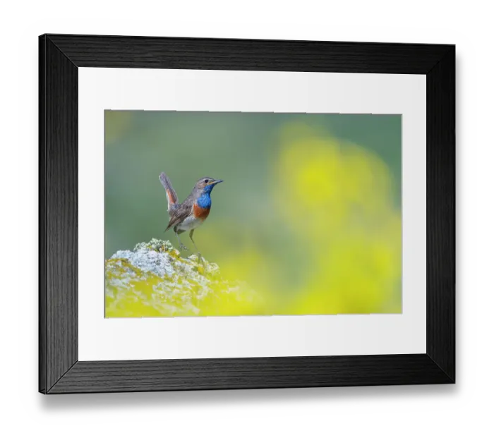 Framed Print : Bluethroat (Luscinia svecica) perched on a rock in the mountains, Riano, Castilla y Leon, Spain. July Framed Print : Bluethroat (Luscinia svecica) perched on a rock in the mountains, Riano, Castilla y Leon, Spain. July