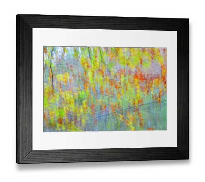 Framed Print : Beech (Fagus sp. ) trees in autumn, Saja Natural Park, Cantabria, Spain. November Framed Print : Beech (Fagus sp. ) trees in autumn, Saja Natural Park, Cantabria, Spain. November