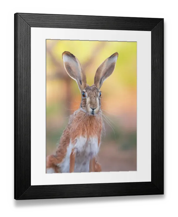 Framed Print : Iberian hare (Lepus granatensis) portrait, Castile La Mancha, Spain. July Framed Print : Iberian hare (Lepus granatensis) portrait, Castile La Mancha, Spain. July