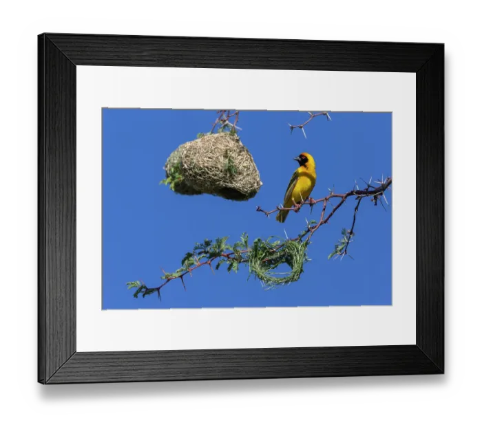 Framed Print : Southern masked weaver (Ploceus velatus) building nest hanging from tree branch, Kgalagadi Transfrontier Park, South Africa Framed Print : Southern masked weaver (Ploceus velatus) building nest hanging from tree branch, Kgalagadi Transfrontier Park, South Africa