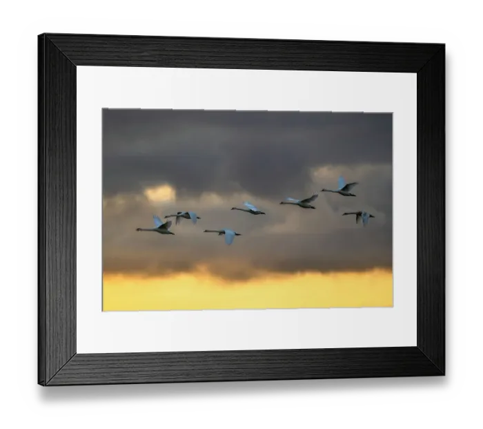 Framed Print : Mute swans (Cygnus olor) in flight against a cloudy sky, Caerlaverock Wetland Centre, Dumfries & Galloway, Scotland, UK. November Framed Print : Mute swans (Cygnus olor) in flight against a cloudy sky, Caerlaverock Wetland Centre, Dumfries & Galloway, Scotland, UK. November