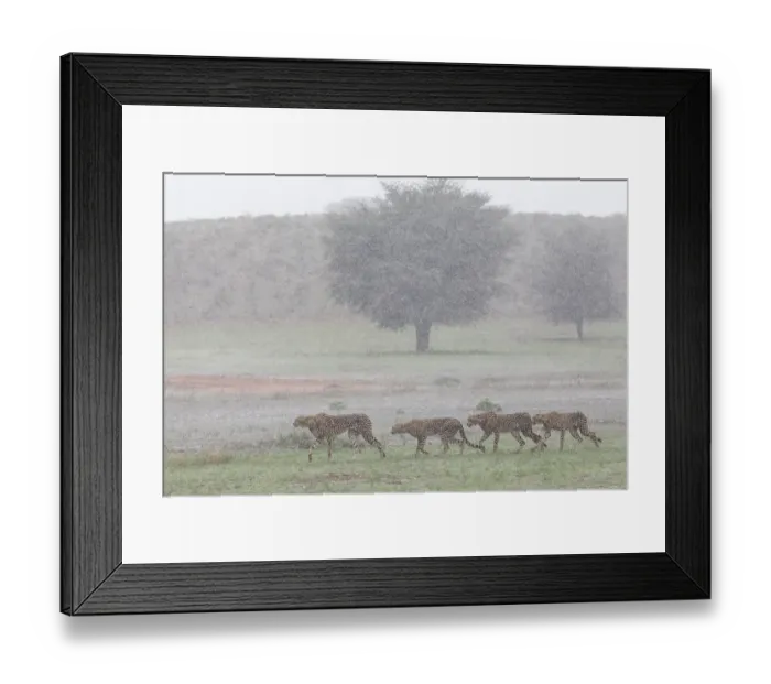 Framed Print : Female Cheetah (Acinonyx jubatus) with juveniles crossing grassland in rain storm, Kgalagadi Transfrontier Park, Northern Cape, South Africa Framed Print : Female Cheetah (Acinonyx jubatus) with juveniles crossing grassland in rain storm, Kgalagadi Transfrontier Park, Northern Cape, South Africa