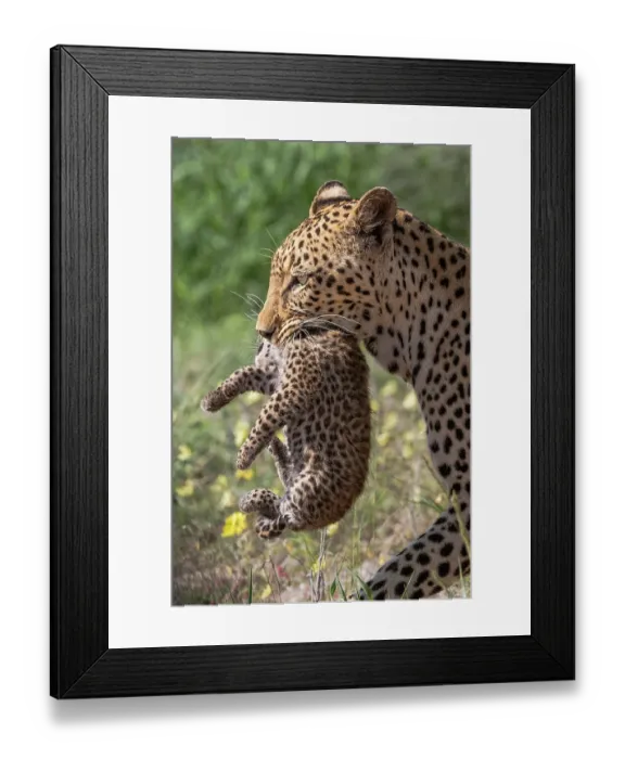 Framed Print : Female Leopard (Panthera pardus) carrying cub in her mouth to their new den, Kgalagadi Transfrontier Park, South Africa Framed Print : Female Leopard (Panthera pardus) carrying cub in her mouth to their new den, Kgalagadi Transfrontier Park, South Africa
