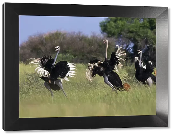 Three male Ostriches (Struthio camelus) running and flapping wings in aggressive display, Kgalagadi Transfrontier Park, South Africa