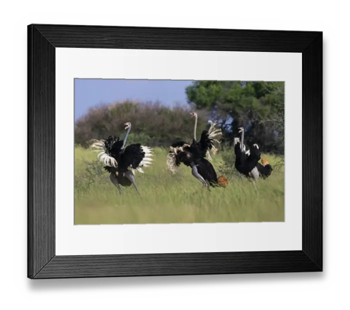Framed Print : Three male Ostriches (Struthio camelus) running and flapping wings in aggressive display, Kgalagadi Transfrontier Park, South Africa Framed Print : Three male Ostriches (Struthio camelus) running and flapping wings in aggressive display, Kgalagadi Transfrontier Park, South Africa