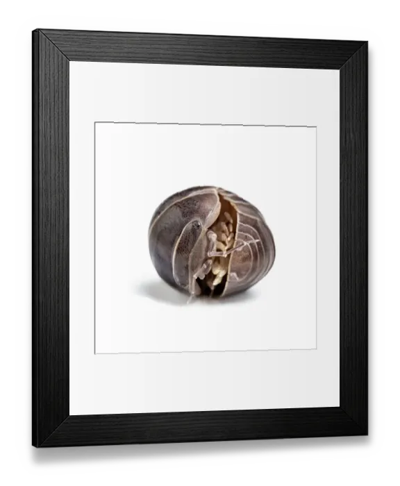 Framed Print : Mediterranean pill woodlouse (Armadillo officinalis) curled up in a defensive position, Akamas, Cyprus. Controlled conditions Framed Print : Mediterranean pill woodlouse (Armadillo officinalis) curled up in a defensive position, Akamas, Cyprus. Controlled conditions