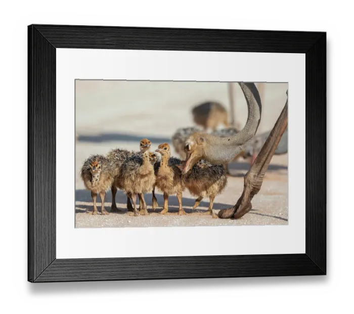 Framed Print : Ostrich (Struthio camelus) chicks gathered near adult, Kgalagadi Transfrontier Park, South Africa Framed Print : Ostrich (Struthio camelus) chicks gathered near adult, Kgalagadi Transfrontier Park, South Africa