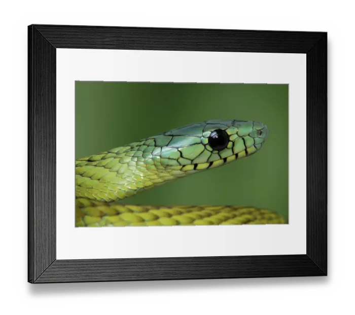 Framed Print : West African green mamba (Dendroaspis viridis) head portrait, Malaysia. Captive Framed Print : West African green mamba (Dendroaspis viridis) head portrait, Malaysia. Captive