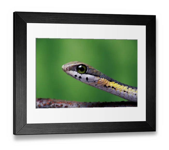 Framed Print : Boomslang (Dispholidus typus), juvenile, a dangerously venomous back-fanged snake, head portrait, South Africa. Captive Framed Print : Boomslang (Dispholidus typus), juvenile, a dangerously venomous back-fanged snake, head portrait, South Africa. Captive